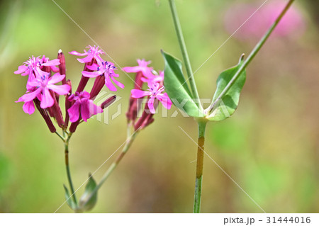 虫取り撫子の茎の粘着部分 虫取り撫子の茎の粘着部分 31444016