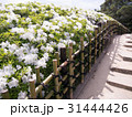 岡山　後楽園のツツジ 31444426