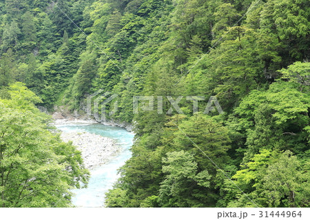 新緑の黒部峡谷 31444964
