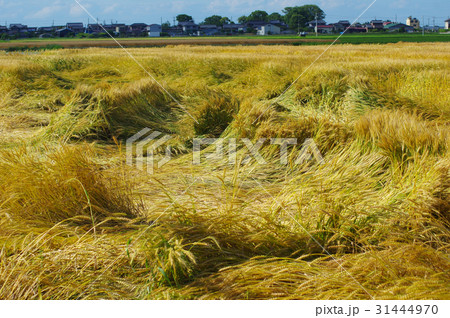 うねるように倒れたコムギ畑 31444970