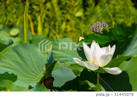 蓮の花 蓮の花 31445079