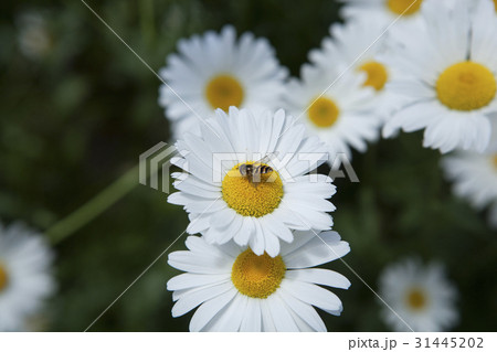 Bee on Daisy Flower 31445202