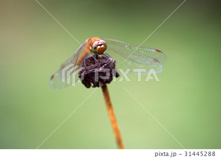 アキアカネ アキアカネ 31445288