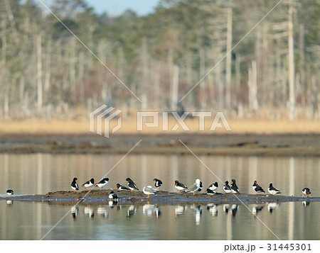 春の使者ミヤコドリ 31445301