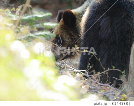 森のヒグマ 31445302