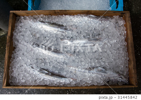 保管中の魚 保管中の魚 31445842