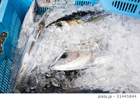 漁港の魚 31445844