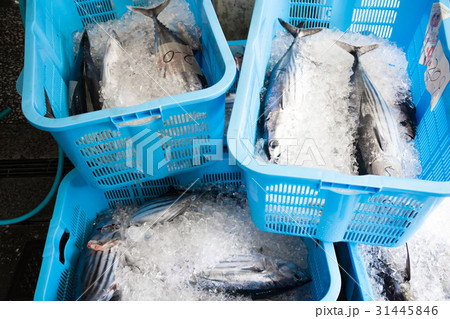 漁港の魚 31445846