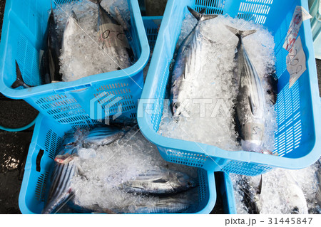 漁港の魚 31445847