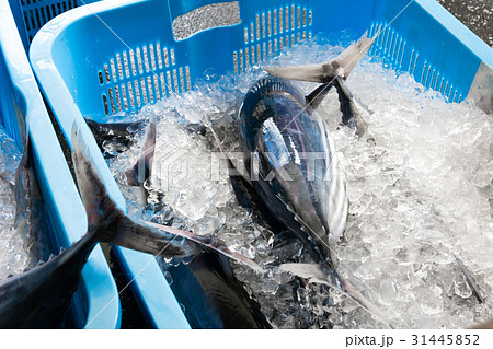 漁港の魚 31445852