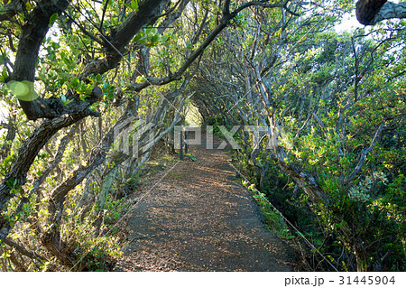 木のトンネル 31445904