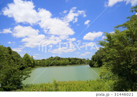 初夏の公園 31446021