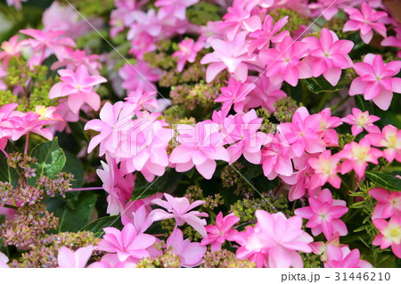 ピンクのアジサイの花 ピンクのアジサイの花 31446210
