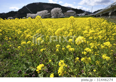 菜の花畑・鳴子温泉(宮城県) 菜の花畑・鳴子温泉(宮城県) 31446274