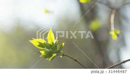 lilac buds closeup on sunny spring day 31446487