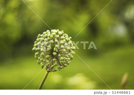 Flower onion giant fades. Giant Onion umbels 31446661