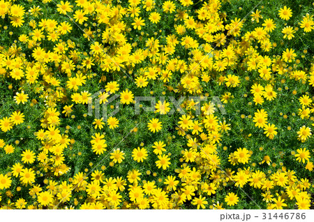 花畑(ダールベルグデージー) 花畑(ダールベルグデージー) 31446786