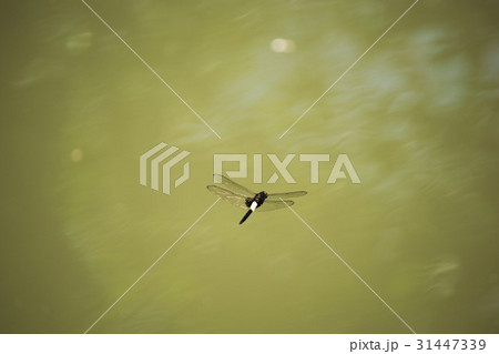 とんぼ 31447339