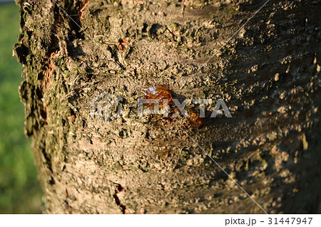桜の木の樹液 サクラガム の写真素材
