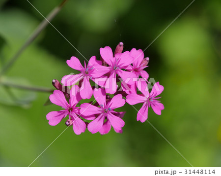 ムシトリナデシコ 31448114