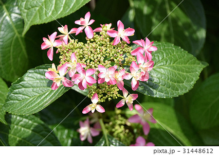 ガクアジサイ(額紫陽花) ガクアジサイ(額紫陽花) 31448612