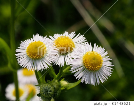 ヒメジョオンの花　初夏 31448621