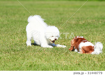 一緒に遊ぼうよ♪ 31448779