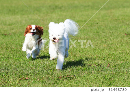 とったど~♪ とったど~♪ 31448780