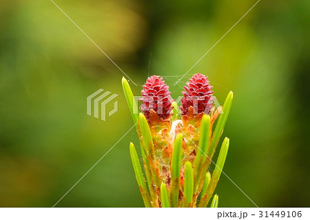 五葉松の雌花 31449106