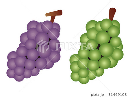 ブドウ 葡萄 ぶどう イラスト素材のイラスト素材