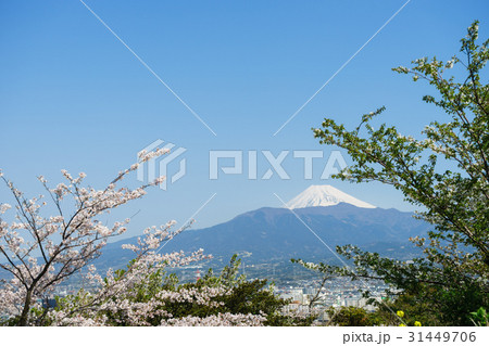 富士山と桜 富士山と桜 31449706