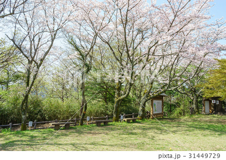 本城山公園 本城山公園 31449729