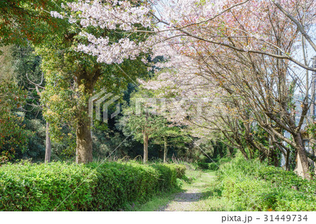 本城山公園 31449734