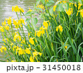 池のほとりの黄菖蒲 31450018