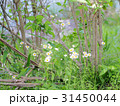 ヒメジョオンの草むら 31450044