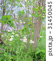 ヒメジョオンの草むら 31450045