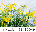 風の中の黄菖蒲 31450049
