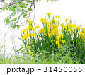 満開の黄菖蒲 31450055