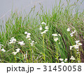 岸の雑草とヒメジョオン 31450058