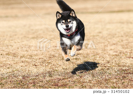 元気だね の写真素材