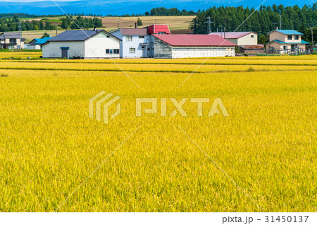 《北海道》美瑛・田園風景《秋》 《北海道》美瑛・田園風景《秋》 31450137
