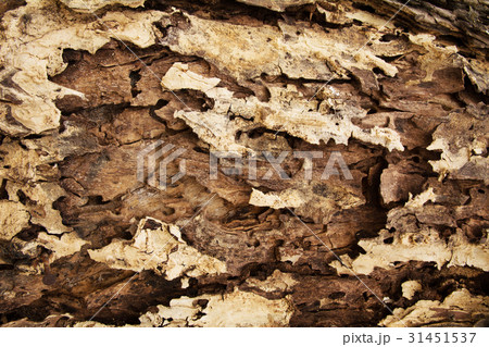 tree bark texture pattern. wood rind background 31451537