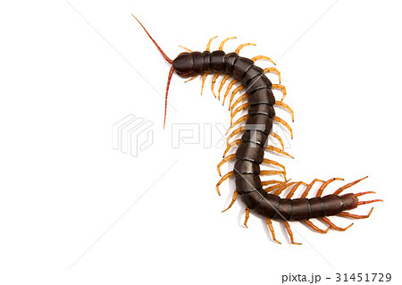 Giant Centipede Scolopendra Subspinipes Isolatedの写真素材