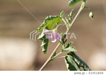 アニソドンテア アニソドンテア 31451830