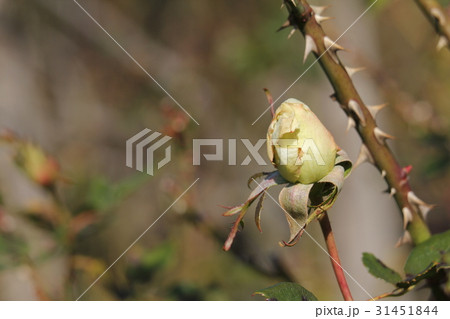 薔薇 ミラベラの蕾 薔薇 ミラベラの蕾 31451844