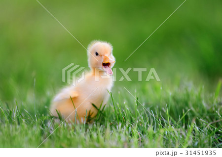 Little duckling on green grass Little duckling on green grass 31451935