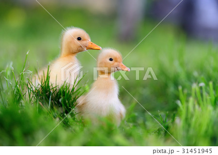 Two little duckling on green grass 31451945