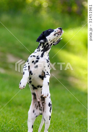 Dalmatian dog outdoors in summer 31451961