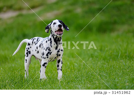 Dalmatian dog outdoors in summer 31451962