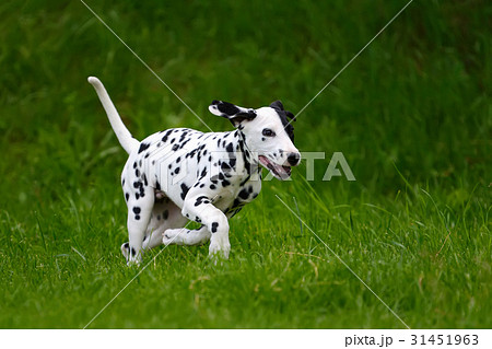 Dalmatian dog outdoors in summer Dalmatian dog outdoors in summer 31451963